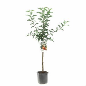 Malus domestica 'Gala' 125/150 C. Lei - afbeelding 2