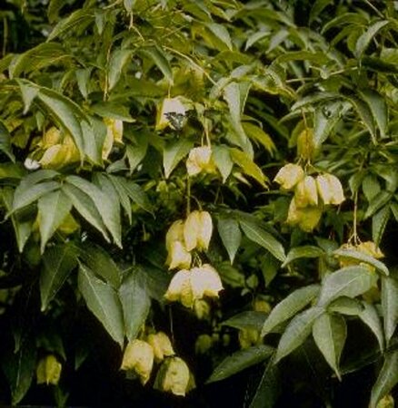 Staphylea colchica 175/200 C. - afbeelding 1