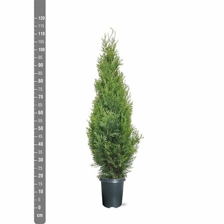 Thuja occidentalis 'Smaragd' 175/200 KL. - afbeelding 16