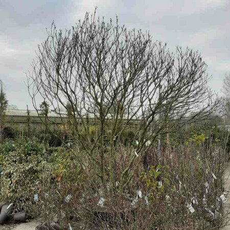 Magnolia 'Susan' 125/150 KL. - afbeelding 3