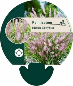 Pennisetum orientale 'Karley Rose' P9 - afbeelding 1