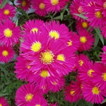 Aster novae-belgii 'Crimson Brocade' P9 - afbeelding 4