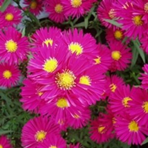 Aster novae-belgii 'Crimson Brocade' P9 - afbeelding 4