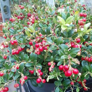 Vaccinium vitis-idaea 'Fireball' 20/25 C.