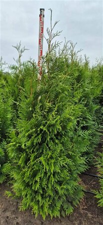 Thuja plicata 'Martin' 100/125 KL. - afbeelding 4