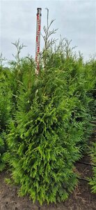 Thuja plicata 'Martin' 100/125 KL. - afbeelding 4