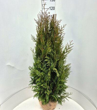 Thuja plicata 'Martin' 100/125 KL. - afbeelding 2