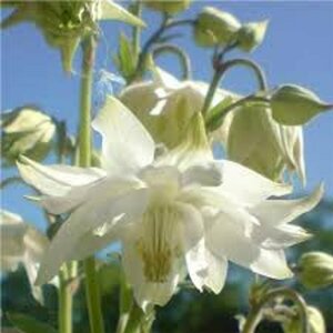 Aquilegia 'Green Apples' P9