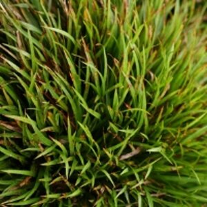 Luzula pilosa 'Igel' P9