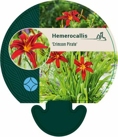Hemerocallis 'Crimson Pirate' P9 - afbeelding 5