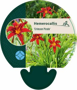 Hemerocallis 'Crimson Pirate' P9 - afbeelding 5