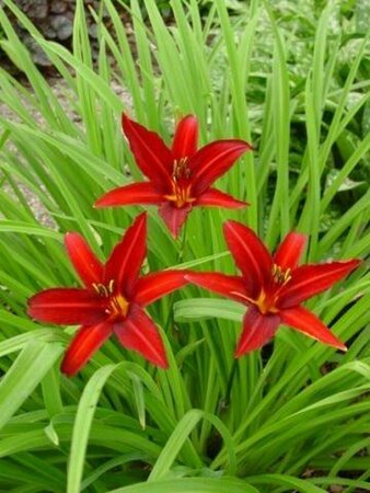 Hemerocallis 'Crimson Pirate' P9 - afbeelding 3