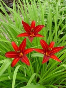 Hemerocallis 'Crimson Pirate' P9 - afbeelding 3