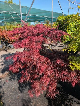 Acer palmatum 'Garnet' ST. 80 C.  - afbeelding 5