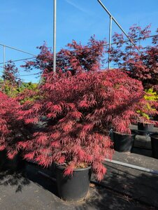Acer palmatum 'Garnet' ST. 80 C. 
