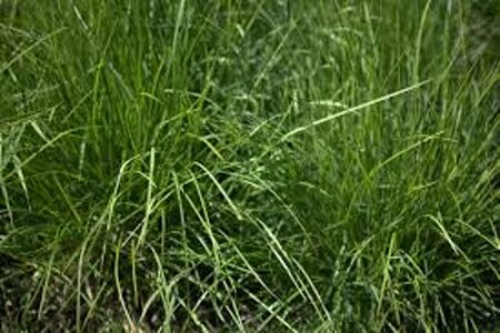 Sesleria autumnalis C2 - afbeelding 5