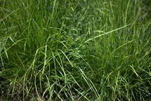 Sesleria autumnalis C2 - afbeelding 5