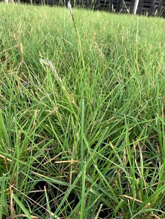 Sesleria autumnalis C2 - afbeelding 7