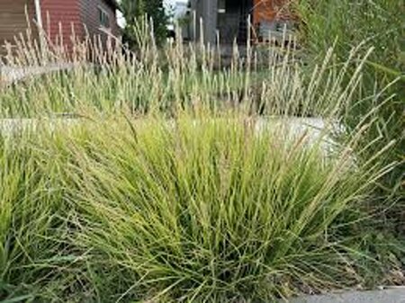 Sesleria autumnalis C2 - afbeelding 2