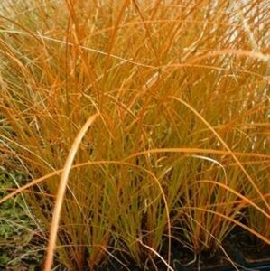 Carex testacea 'Prairie Fire' P9 - afbeelding 1