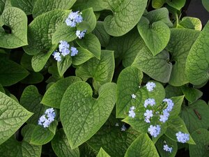 Brunnera macrophylla C1.5 - afbeelding 11