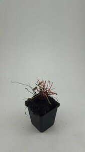 Heuchera micrantha 'Palace Purple' C2 - afbeelding 5