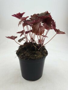 Heuchera micrantha 'Palace Purple' C2 - afbeelding 2