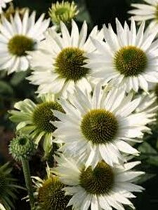 Echinacea purpurea 'Virgin' C2 - afbeelding 2