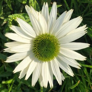 Echinacea purpurea 'Virgin' C2 - afbeelding 4