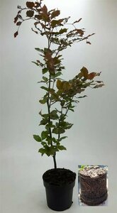 Fagus sylvatica 'Atropunicea' 50/60 W. - afbeelding 2
