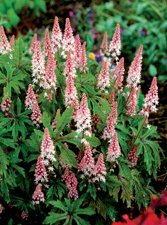 Tiarella 'Pink Skyrocket' P9 - afbeelding 2