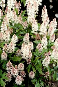 Tiarella 'Pink Skyrocket' P9 - afbeelding 3