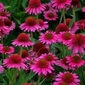 Echinacea purpurea 'Delicious Candy' P9