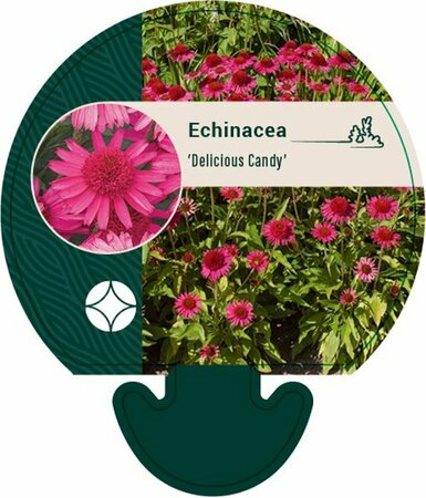 Echinacea purpurea 'Delicious Candy' P9 - afbeelding 5