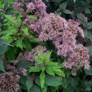 Eupatorium mac. 'Purple Bush' P9
