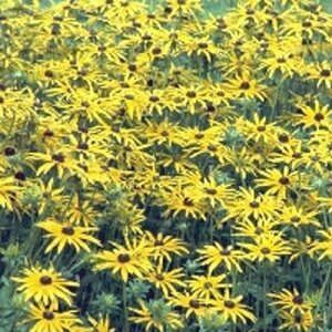 Rudbeckia fulgida speciosa P9 - afbeelding 2