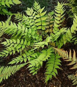 Cyrtomium fortunei P11 - afbeelding 6