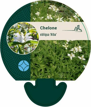 Chelone obliqua 'Alba' P9 - afbeelding 2