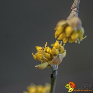 Cornus mas 275/300 DR. Meerstammig - afbeelding 2