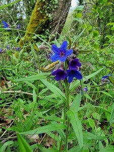 Buglossoides purpurocaerulea P9 - afbeelding 2