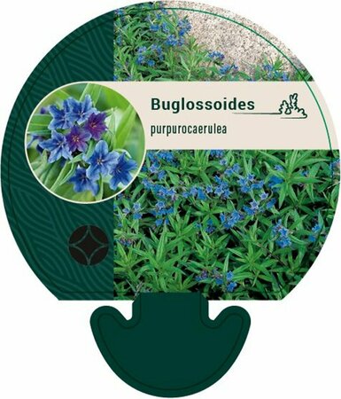 Buglossoides purpurocaerulea P9 - afbeelding 4