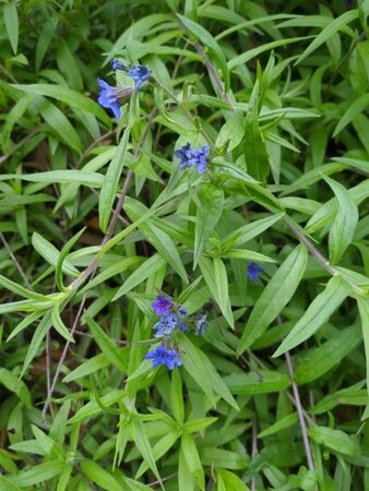 Buglossoides purpurocaerulea P9 - afbeelding 3