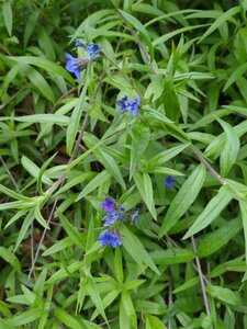 Buglossoides purpurocaerulea P9 - afbeelding 3