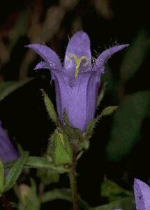Campanula trachelium P9