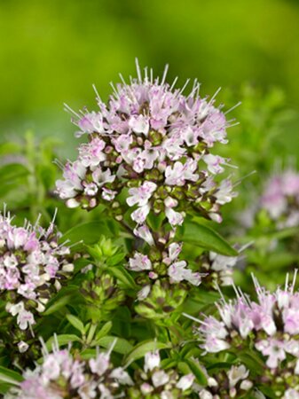 Origanum vulgare 'Compactum' P9 - afbeelding 4