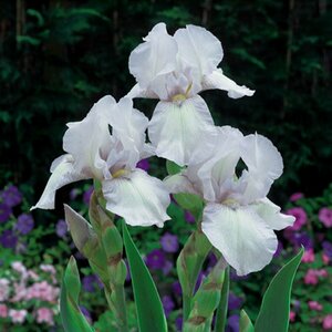 Iris germanica 'White Knight' P9 - afbeelding 3