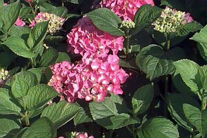 Hydrangea macrophylla 'Taube' C7.5
