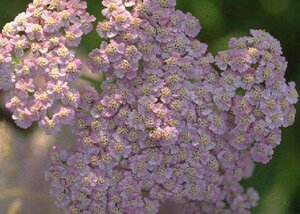 Achillea millefolium P9 - afbeelding 4