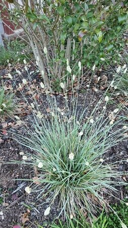 Sesleria nitida P9 - afbeelding 1