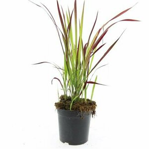 Imperata cylindrica 'Red Baron' C1.5 - afbeelding 9
